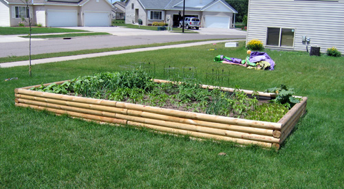 Our raised garden box just a few weeks after planting.